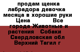 продам щенка лабрадора девочка 2 месяца в хорошие руки › Цена ­ 8 000 - Все города Животные и растения » Собаки   . Свердловская обл.,Верхний Тагил г.